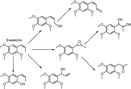 Figure 14. Hepatic metabolism of β-asarone. Formation of the epoxide is suggested to represent the bioactivation pathway to a (geno)toxic metabolite.