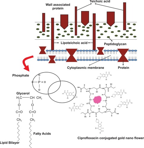 Figure 10 Schematic representation of the interaction between ciprofloxacin–GNF conjugates against Gram-positive cell wall.