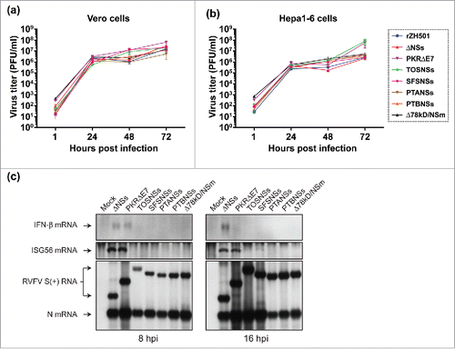 Figure 1. Viral characterization of rZH501 and the mutants in culture cells. Vero (a) or mouse Hepa1-6 cells (b) were infected with rZH501, rZH501-ΔNSs16/198 (ΔNSs), rZH501-PKRΔE7 (PKRΔE7), rZH501-TOSNSs (TOSNSs), rZH501-SFSNSs (SFSNSs), rZH501-PTANSs (PTANSs), rZH501-PTBNSs (PTBNSs), or rZH501-ΔNSm21/384 (Δ78 kD/NSm) at a moi of 0.01. Virus titers (pfu/ml) of culture supernatants at 1, 24, 48, and 72 hpi were measured by plaque assay. Means and standard deviations of 3 independent experiments are shown. (c) Hepa1-6 cells were mock-infected or infected with indicated rZH501 mutants at a moi of 3. Mouse IFN-β mRNA, ISG56 mRNA, RVFV antisense S-segment RNA [S(+) RNA], and N mRNA were detected by Northern blot.