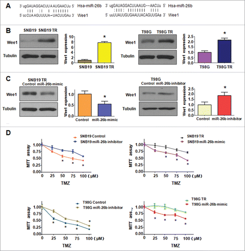 Figure 7. miR-26b targeted Wee1 expression. (A) Sequences of target sites for miR-26b in Wee1 are shown. (B) Western blotting analysis was conducted to measure the expression of Wee1 in TR and their parental cells. (C) Western blotting analysis was performed to detect the expression of Wee1 in cells treated with miR-26b inhibitor or mimics. (D) The effect of miR-26b inhibitor and mimics on the cell viability by MTT assay. * P < 0.05 vs Control.