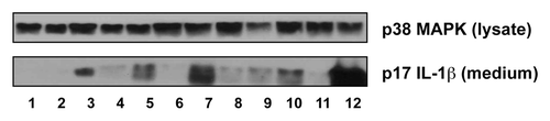 Figure 1. Mechanistically distinct chemotherapeutic drugs caused the release of mature IL-1β by BMDM. After serum deprivation for 0.5 h, BMDM were pre-treated with 50 ng/mL LPS for 4 h and then washed away. The cells were then treated with the indicated chemotherapeutic drugs for 18 h. LPS-primed BMDM were treated with medium alone (lane 1), azacitidine (lane 2), cisplatin (lane 3), cytarabine (lane 4), etoposide (lane 5), fludarabine (lane 6), melphalan (lane 7), methotrexate (lane 8), paclitaxel (lane 9), vincristine (lane 10), 5-FU (lane 11), or doxorubicin (lane 12). Western blots of cell lysates and medium samples were then processed using antibodies against total p38 MAPK in the cell lysates (as loading control) or IL-1β in the medium.