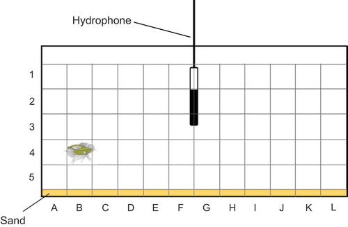 Figure 2. Experimental tank showing the grid used for SPL measurements and calculations. Sectors are labelled by numbers and letters. For clarity, the third position depth (front, middle and back of tank) is not included in this graph. Two gouramis are shown during an agonistic interaction in the sector B4front.