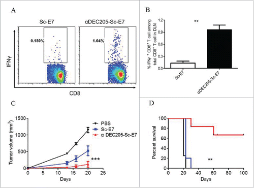 Figure 3. DC targeting tumor vaccine generates increased cytotoxic T cell response. C57BL/6 mice were subcutaneously immunized with 120 pmol αDEC205-Sc-E7 or Sc-E7, with 30 μg CpG1826 and 30 μg Poly I:C as adjuvant. (A) Seven days later, cells were isolated from the DLNs and restimulated with HPV16 E749-57 peptide (5 μg/mL) for 6 h in the presence of brefeldin A. (B) The frequency of IFNγ+ cells among CD8+ T cells was analyzed. Mean ± SD (n = 5). **p < 0.01. (C) and (D) Fourteen days later, 5 × 105 TC-1 cells were injected subcutaneously, then tumor volumes were monitored. The growth curve is shown in panel C and the survival curve is shown in panel D. (n = 5–6). **p < 0.01, ***p <  0.001.