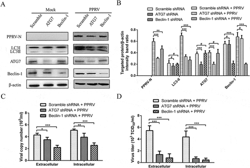 Figure 7. Inhibition of autophagy with specific shRNAs targeting Beclin-1 and ATG7 reduces PPRV replication. (a) EECs were transfected with shRNAs targeting Beclin-1 or ATG7 or scrambled shRNAs for 48 h; then, the cells were infected with PPRV (MOI = 1) for 48 h. The cell samples were then analysed by immunoblotting with anti-PPRV-N, anti-LC3, anti-ATG7, anti-Beclin-1, and anti-β-actin (loading control) antibodies. (b) The relative quantification of the target protein levels compared to the β-actin protein levels was determined by densitometry in transfected shRNA cells. (c) EECs were pre-treated and infected as described in (A). At 48 hpi, both the extracellular and intracellular copy numbers of PPRV were detected by qRT-PCR. (d) EECs were pre-treated and infected as described in (A). At 48 hpi, both the extracellular and intracellular virus titres were measured by using the TCID50 method. The data represent the mean ± SD of three independent experiments. Two-way ANOVA; *P < 0.05; **P < 0.01; ***P < 0.001; #P > 0.05.