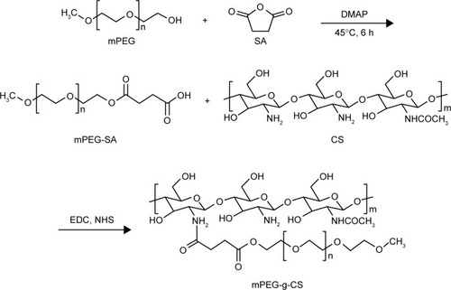 Figure 1 The illustration of mPEG-g-CS synthesis.Abbreviations: CS, chitosan; DMAP, 4-dimethylaminopyridine; EDC, 1-ethyl-3-(3-dimethyllaminopropyl) carbodiimide; mPEG, methoxy poly(ethylene glycol); NHS, N-hydroxysuccinimide; SA, succinic anhydride.