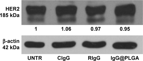 Figure S7 Western blot of unspecific IgG.Notes: Analysis of HER2 expression on SKBR3 cells after treatment with CIgG, RIgG and IgG@PLGA at 2 µg mL−1 for 24 h. Values were calculated as ratio between HER2/β-actin and normalized with untreated cells (UNTR).Abbreviations: HER2, human epidermal growth factor receptor 2; CIgG, control IgG; RIgG, released IgG; IgG@PLGA, IgG-loaded PLGA NPs; UNTR, cells without treatment.