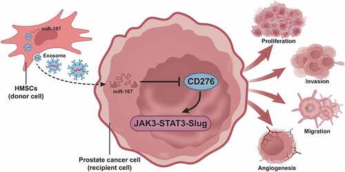 Figure 8. A molecular mechanism map depicting the involvement of hBMSC-derived exosomal miR-187 in the growth and metastasis of prostate cancer. hBMSC-derived exosomal miR-187 targeted CD276 and inactivated the JAK3-STAT3-Slug signaling pathway, thereby suppressing the growth and metastasis of prostate cancer.