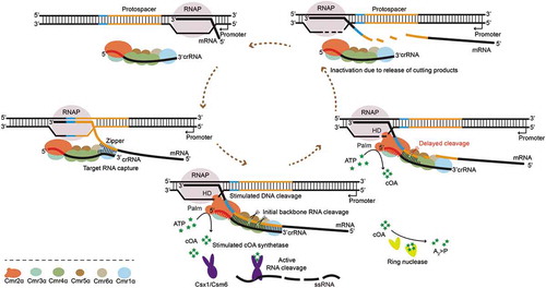 Figure 6. A model for target RNA capture mediating immune defence of the Type III-B CRISPR–Cas system in S. islandicus.(i) Once RNA polymerase transcribes through the protospacer (yellow), the Cmr1α leads the Cmr-α complex to capture the nascent transcript through base pairing with the seed sequence at the 3ʹ-end of crRNA, forming a ‘zipper’ slider. (ii) With the passage of this ‘zipper’, Cmr4α cleaves the target mRNA stepwise on four sites. Meanwhile, the mismatch between the 5ʹ-tag (red) of crRNA and 3ʹ-flanking sequence (blue) of the protospacer region in the transcript activates the DNase and cOA synthetase activity respectively from the HD domain and Palm domain of Cmr2α in the Cmr-α complex. The tag-proximal cleavage site of the Cmr-α RNP complex to target RNA is delayed in action, which probably gives Cmr2α more time to function. (iii) After backbone cleavage of target mRNA, cleavage products are released from the Cmr-α RNP complex. Then, the Cmr-α RNP complex can start the next round of activity. Meanwhile, a ring nuclease degrades cOA and switches off the antiviral state of the RNP complex through another pathway. Non-target RNAs with a non or complementary 3ʹ-flanking sequence to the 8 nt 5ʹ-tag of crRNA proceed through the similar processing steps but without the activated DNase and cOA synthetase activity of Cmr2α.
