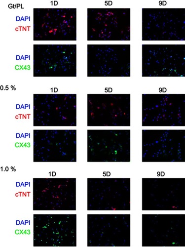 Figure 4 Immunohistochemical staining of the cell-scaffold constructs. Three different groups were set according to the mass fractions of disordered Gt/PCL membranes loaded with graphene. Blue, DAPI for nucleic acid staining. Red, cTNT as specific marker of cardiomyocytes. Green, CX43 as another specific markers of cardiomyocytes. Scale bars: 100 µm.Abbreviations: Gt/PCL, gelatin/polycaprolactone; DAPI, 4ʹ,6-diamidino-2-phenylindole; cTNT, cardiac troponin T; CX43, connexins 43.