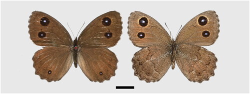 Figure 1. The specimen of Minois paupera (Alphéraky, 1888) used in this study, upperside on the left, underside on the right, scale bar = 10 mm. Photographed and processed by wen-qian Hu.