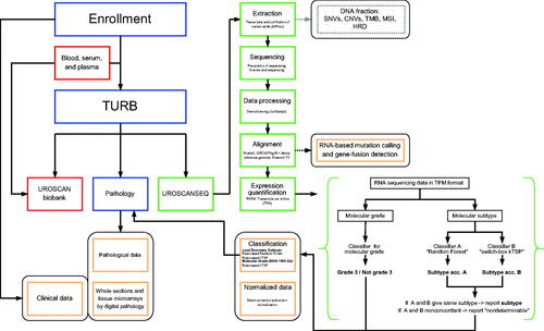 Figure 4. UROSCAN (red color) and UROSCANSEQ (green color) infrastructure, with molecular subtyping and grading algorithms added to patient data (yellow color) embedded in the clinical patient pathways (blue color).