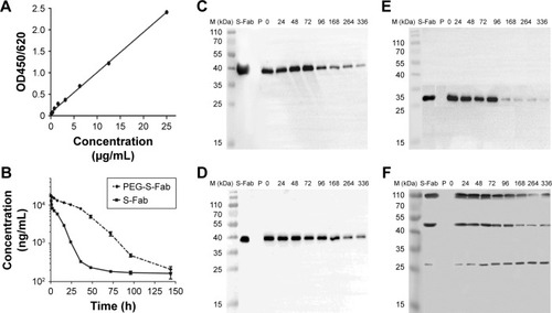 Figure 6 Pharmacokinetic (A and B) and stability (C–F) analyses of the serum concentrations of PEG-S-Fab and S-Fab.Notes: (A) Standard curve for the ELISA. (B) Serum PEG-S-Fab concentration–time curve after intravenous administration. Each data point is expressed as the mean ± SEM. Western blotting assay to detect the heavy chain of resulting S-Fab (C) or PEG-S-Fab (D) using an antiflag antibody after incubation with human plasma. Western blotting assay to detect the light chain of resulting S-Fab (E) or PEG-S-Fab (F) using an anti-His antibody after incubation with human plasma. M (kDa), molecular weight markers (kilodalton); P, plasma only group.Abbreviations: PEG, polyethylene glycol; PEG-S-Fab, PEGylated S-Fab; S-Fab, single-domain antibody-linked Fab; SEM, standard error of the mean; ELISA, enzyme-linked immunosorbent assay.