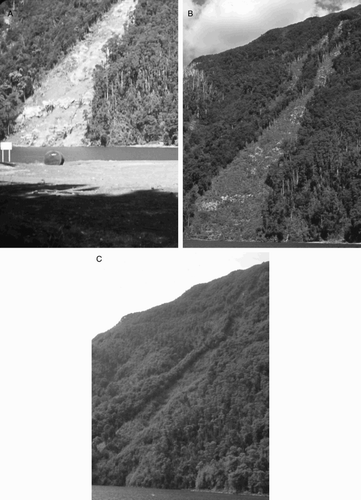 Figure 1. Photographs of landslides at Lago Todos Los Santos, Chile triggered by the 1960 giant earthquake. A, January 1966 showing the site completed denuded by the sliding of soil, vegetation and volcanic ash. B, The site dominated by the giant perennial herb Gunnera chilensis and shrubs in March 1979. C, December 1993, showing that trees (primarily Nothofagus dombeyi) that were present as seedlings beneath the herb and shrub cover in 1979 have grown into a closed canopy forest. Photographs: A, Carlos Vargas; B and C, Thomas Veblen.