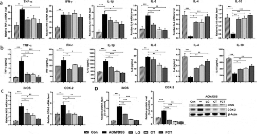 Figure 2. Immune response of the mouse colon by treatment of AOM/DSS and administration of LG, CT, and FCT. (a) mRNA quantification of pro-inflammatory cytokines (TNF-α, IFN-γ, IL-1β, and IL-6) and anti-inflammatory cytokines (IL-4 and IL-10) using Real-Time RT-PCR. (b) Determination of protein productions of the inflammatory cytokines using ELISA. (c) mRNA quantification of iNOS and COX-2 using Real-Time RT-PCR. (d) Determination of protein productions of iNOS and COX-2 using Western blot analysis. The mRNA level was normalized with an mRNA level of GAPDH, and the protein production was normalized with β-actin. The data present the mean ± standard deviation (SD). Asterisks denote significance vs. AOM/DSS group by one-way ANOVA (*p < .05, **p < .01, ***p < .001). The abbreviations of Con, AOM/DSS, LG, CT, and FCT represent the control mice, AOM-DSS-induced CAC mice, L. gasseri 505, C. tricuspidata leaf extract, and fermented CT by L. gasseri 505, respectively.