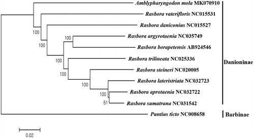 Figure 1. Phylogenetic tree of Amblypharyngodon mola within Danioninae Subfamily of Cyprinidae family. Phylogenetic tree of Amblypharyngodon mola complete genome was constructed by MEGA version 7 software by Minimum Evolution (ME) algorithm with 1000 bp replications. GenBank Accession numbers were shown followed by each species scientific name. Puntius ticto was used as an outgroup species.