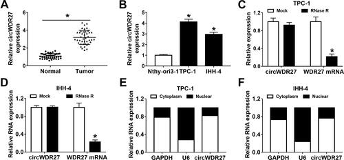 Figure 1 CircWDR27 is overexpressed in PTC tissues and cells. (A and B) The expression of circWDR27 was detected by qRT-PCR in normal tissues (n=42), PTC tissues (n=42), Nthy-ori3-1 cells, and PTC cells (TPC-1 and IHH-4). (C and D) The expression levels of circWDR27 and WDR27 mRNA were determined by qRT-PCR in TPC-1 and IHH-4 cells after treatment with RNase R. (E and F) The subcellular location of circWDR27 in TPC-1 and IHH-4 cells was determined by qRT-PCR. *P<0.05.