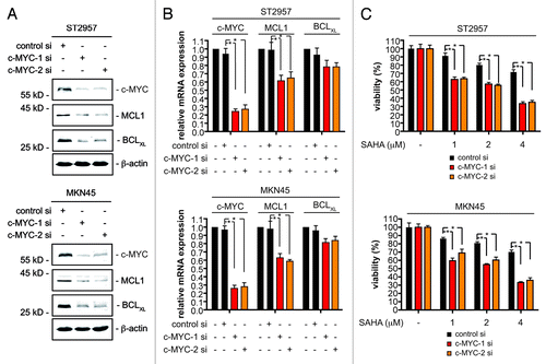 Figure 3. c-MYC controls MCL1 and BCLXL expression of gastric cancer cells. (A) ST2957 and MKN45 cells were transfected with the indicated siRNAs. 48 h after the transfection whole-cell lysates were prepared and western blots detected expression of c-MYC, BCLXL, MCL1 and β-actin (loading control). (B) ST2957 and MKN45 cells were transfected with the indicated siRNAs. 48 h after the expression of c-MYC, MCL1 and BCLXL mRNAs were determined by quantitative RT-PCR using cyclophilinA mRNA as reference. (C) ST2957 and MKN45 cells were transfected with the indicated siRNAs. 48 h after the transfection cells were treated with SAHA as indicated for additional 24 h. Viability of cells was measured in MTT assays and viability of vehicle treated controls were arbitrary set to 100% in order to compare the SAHA responses within each siRNA condition. Data are presented as mean and standard error of the mean (S.E.M). (Student’s t-test: * p < 0.05 vs. controls).