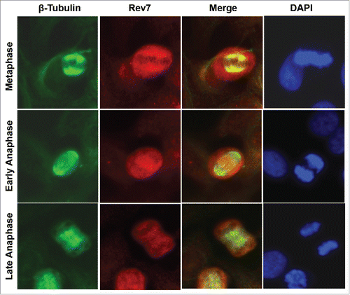 Figure 1. Subcellular localization of Rev7. Co-immunostaining images of HeLa cells showing the subcellular localization of Rev7 during metaphase and anaphase stages of the cell cycle with respect to the spindle. During metaphase Rev7 looks to be concentrated around the metaphase plate as detected with a mouse anti-Rev7 antibody, and co-localizes with the spindle as detected with rabbit anti-β-tubulin (top panel). During early anaphase there is an increased Rev7 staining between the anaphase plates (middle panel) and in late anaphase Rev7 staining is reduced and more uniform (bottom panel).