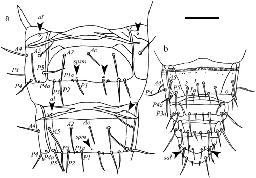 Figure 8. Acerentulus panamensis sp. nov. (holotype) (a) abdomen VI‒VII, ventral view; (b) abdomen VIII–XII, ventral view. Arrows indicate pores. Scale bar: 50 µm. Abbreviations of setae names: A = anterior, a = accessory, c = central, P = posterior. Abbreviations of pore names: al = anterolateral, sal = sternal anterolateral, spm = sternal posteromedial, spsm = sternal posterosubmedial.