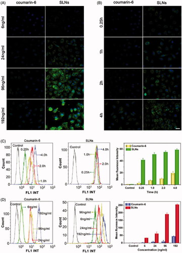 Figure 2. Cellular uptake of SLNs by the B16F10 cells illustrated by fluorescence images and flow cytometry histograms. Intracellular distribution of coumain-6-loaded SLNs for different coumain-6 concentrations (A) at different time points (B). The color green represents coumain-6-loaded SLNs absorbed by cells; blue is the color of cell nucleus stained with DAPI. Scale bar represents 40 μm. (C) The fluorescence intensity of the cells after incubation with free coumarin-6 and the SLNs at the indicated time points. (D) The fluorescence intensity of the cells after incubation with different concentrations of free coumarin-6 and the SLNs. The MFI of SLNs was larger than that of Coumarin-6 at corresponding time or concentration. The data are presented as the mean ± SD (n = 3).