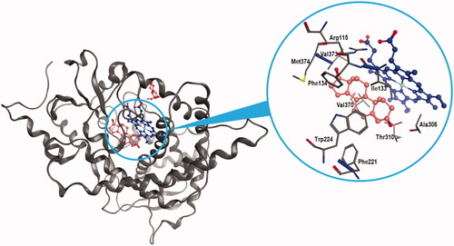 Figure 5. Ligand binding into the active site of aromatase. Protein backbone is represented as a ribbon. The haem group (blue), ASD (salmon), and PEG (red) are also represented. Key protein residues for the binding are labelled in the magnification.