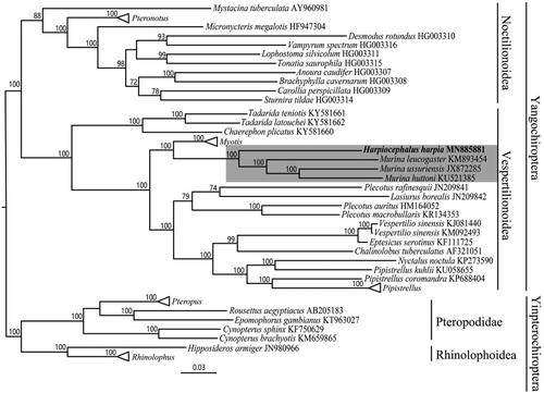 Figure 1. ML phylogenetic trees of 65 chiropteran species based on complete mitochondrial genome. Numbers above the nodes indicate boot strap values. Branch length is based on ML trees. The shaded highlights are our sample and Murina. Hollow triangles represent clusters of multiple species of Pteropus, Rhinolophus, Pteronotus, Myotis and Pipistrellus genus including 8, 7, 7, 7 and 3 species respectively.