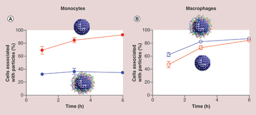 Figure 7. Mechanisms involved in nanoparticle-induced immunomodulation.The protein corona significantly affects nanoparticle–cell interactions (e.g., cell internalization and pathway activation). The different role of protein corona in nanoparticle uptake by monocytes and macrophages is represented.Reproduced with permission from [Citation134].
