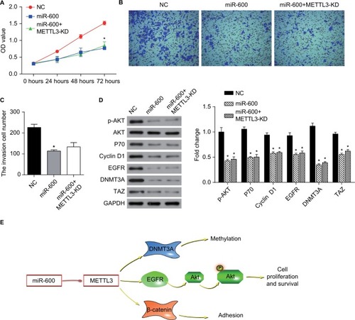 Figure 9 miR-600 suppressed cell growth by the inhibition of METTL3 expression in human lung cancer.Notes: (A) The proliferation of A549 cells was confirmed by CCK8 assay. (B, C) Transwell assay was performed to confirm the cell invasion in miR-600 and miR-600+METTL3-KD cells. (D) The expression levels of proteins were analyzed by Western blot. The values of the band intensity represent the densitometry estimation of each band normalized to GAPDH. Experiments in this figure were all performed in triplicate (*P<0.05). (E) A model depicting the mechanism of miR-600 suppressed cell growth by the inhibition of METTL3 expression in human lung cancer.Abbreviation: EGFR, epidermal growth factor receptor.