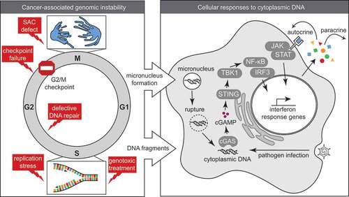 Figure 1. Genomic instability and cGAS/STING signaling in response to cytoplasmic DNA.