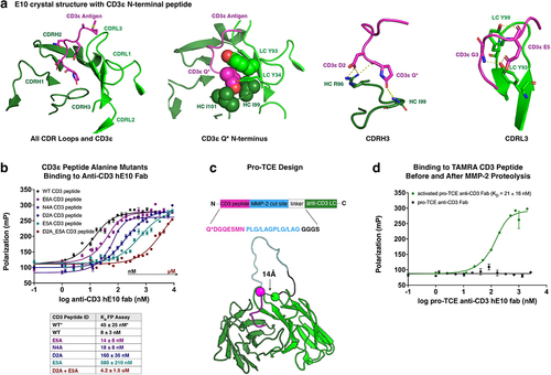 Figure 1. Crystal structure of E10 antibody with CD3ε peptide (PDB 8VY4) informs design of pro-TCE. (a) Top-down view of the isolated CDR loops (green) from anti-CD3 antibody E10 in contact with the CD3ε peptide antigen (pink). Key binding interaction features are highlighted from left to right respectively: N-terminal pyroglutamate, CDRH3 contacts with CD3ε, and CDRL3 contacts with CD3ε. (b) Fluorescence polarization binding data with WT and alanine mutant CD3ε peptides with anti-CD3 hE10 fab. The table below shows two KD values for WT. “WT*” represents our best estimate for KD and associated error from all replicates, while “WT*” and all other KD values in the table are the fitted values and errors to the fit from the specific experiment shown in the figure. (c) PyRosetta Model of designed pro-TCE anti-CD3 antibody fragment and sequence of CD3ε peptide (pink) prepended with MMP-2 cleavage sites (blue). (d) Fluorescence polarization binding data with pro-TCE antibody fragment before and after MMP-2 proteolysis. KD with reported standard deviation of the mean is shown for two replicate measurements. *Q undergoes cyclization to pyroglutamic acid (Pyr) under physiological conditions.