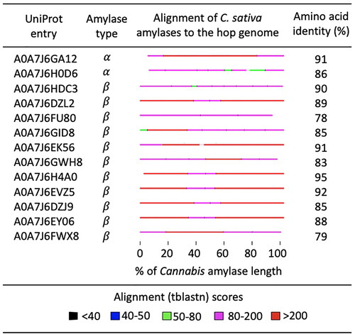 Figure 8. Amino acid identity between C. sativa amylases and conceptual translations from the H. lupulus genome identified by a TBLASTN search. The horizontal lines represent amino acid alignments that are color coded according to sequence similarity. UniProt entry refers to amylases in the C. sativa proteome.