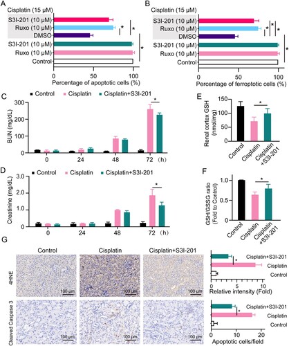 Figure 4. Inhibition of JAK/STAT3 protects against cisplatin nephrotoxicity. Cell apoptosis (A) and ferroptosis (B) were detected in HK2 cells treated with 15 μM of cisplatin in the presence or absence of 10 μM S3I-201 or 10 μM ruxolitinib for 24 h. Mice injected with cisplatin (30 mg/kg) or cisplatin (30 mg/kg) plus S3I-201 (5 mg/kg) or the same amount of PBS. The levels of BUN (C) and creatinine (D) were determined in serum collected from C57BL/6J mice at 0, 24, 48, and 72 h. The levels of GSH (E) and GSH/GSSG ratio (F) were determined in the renal cortex of C57BL/6J mice 72 h after cisplatin treatment. (G) IHC staining and quantification of cleaved caspase 3 and 4HNE on the kidneys from each group of mice. Statistical significance between the two groups as indicated was determined using an unpaired two-tailed Student’s t-test. Data are presented as mean ± S.E.M., n = 5, *p<0.05.