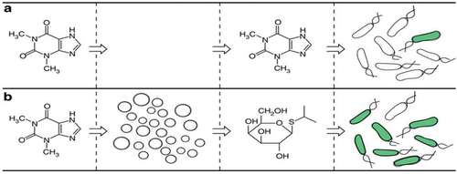 Figure 2. Artificial cells translate chemical signals for e. coli[Citation27] .