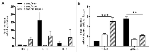 Figure 4. U-Omp16 induces a modulation of cytokine and transcription factor gene expression at the mucosal site. (A) mRNA expression for cytokines (IL-5, IL-13, and IFN-γ) and (B) transcription factors (T-bet and Gata-3) was quantified 24 h after oral challenge in jejunum segments. β-actin was assessed as a housekeeping gene for standardization in each sample and fold increased was calculated by comparing sensitized and control mice gene expression. Data represents the mean ± SEM from each group and are representative of 2 independent experiments (***P < 0.001, **P < 0.01, *P < 0.05 vs CMP treated group).