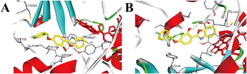 Figure 4. (A) The docking mode of compound 3h with hMAO-A (PDB ID: 2Z5X), (B) The docking mode of compound 3h with hMAO-B (PDB ID: 2V5Z), 3h and amino acid residues that participate in the interactions were displayed as sticks and coloured by the element, hydrogen bonds are showed as green dashed lines.