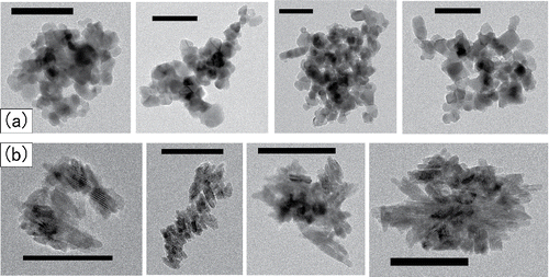 Figure 10. TEM images of the agglomerates in a CS: (a) P25 and (b) JMT-150IB. The black ribbons indicate 100 nm in length.