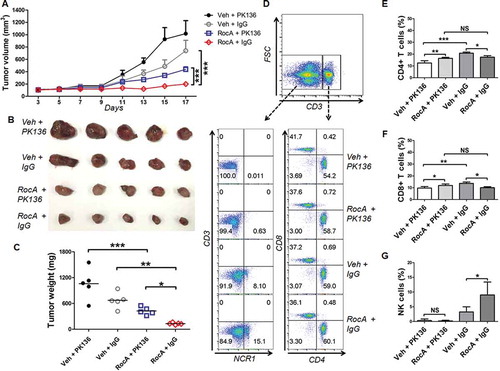 Figure 2. NK cell depletion reverses tumor regression by RocA. A total of 1.5 × 106 of LLC cells per mouse were subcutaneously inoculated on the upper back in C57BL/6 mice on day 0, and then 100 μg of PK136 antibody or control IgG per mouse was administered via i.p. injection on day 0, 3, 7 10 and 13, and 1.0 mg/kg of RocA was administered via i.p. injection every 2 days from day 3. (A-C) Tumor size was measured every 2 days, mice were sacrificed on day 21, and tumors were excised, photographed and weighed. (D) Splenocytes were isolated and used to detect the populations of NK cells (CD3− NCR1/NKp46+) and T cells (CD3+ CD4+ and CD3+ CD8+); (E-G) the statistical analysis for CD4+, CD8+ T cells and NK cells. Data represent 3 independent experiments. *, p < 0.05; **, p < 0.01; ***, p < 0.001; NS, non-statistical significance.