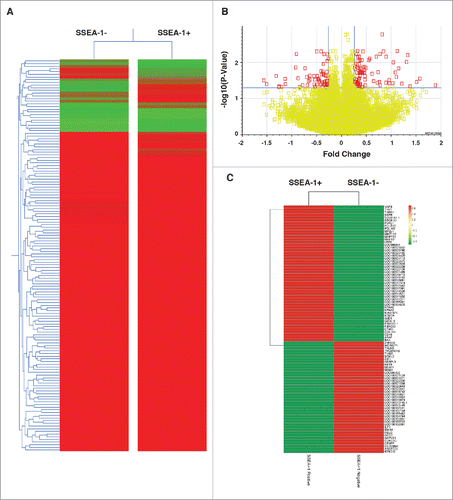 Figure 5. This data are based on 5 biologic replicates (A) The significantly differentially expressed Genes from the Volcano Plot built by comparing “SSEA-1+ vs SSEA-1-neg,” using Multiple Testing Correction: Benjamini and Hochberg False Discovery Rate. Differentially expressed genes were defined by Fold Difference: 1.2 and a P-value Cutoff: 0.05. (B) A gene condition tree heat map clustering of all genes was built by comparing “SSEA-1+ vs SSEA-1-neg.” Similarity Measurement, Distance. The clustering algorithm was performed using average linkage. (C) Gene condition tree heat map clustering of all genes built by comparing “SSEA-1+ vs SSEA-1-neg.” Discarded genes with no gene symbol annotation from the starting conditions. Rows are centered; unit variance scaling is applied to rows. Both rows and columns are clustered using correlation distance and average linkage.