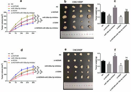 Figure 7. HOTAIR/miR-106a-5p/SOX4 axis mediated NPC DDP resistance tumorgenesis in vivo. (a–c) Suppression of tumor growth was observed after HOTAIR or SOX4 knockdown in C666-1/DDP cell line; (d–f) Suppression of tumor growth was observed after HOTAIR or SOX4 knockdown in CNE2/DDP cell line. Tumor size was enlarged by transfecting with miR-106a-5p inhibitor, tumor volume was retrieved in si-HOTAIR group on addition of miR-106a-5p inhibitor. Tumor growth was measured every other day after 7 days of injection, and tumors were then harvested on day 28 and weighed. Actual tumor size after the harvest was shown in the medium panel. a compared with NC group, p < 0.05. b compared with si-HOTAIR group, p < 0.05. c compared with miR-106a-5p-inhibitor group, p < 0.05.