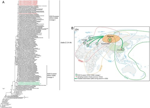 Figure 1. The maximum-likelihood phylogenetic analyses of HPAIVs H5N8 in migratory birds in Hubei province, Central China and the proposed transmission routes of the H5N8 viruses in this study. (A) Maximum-likelihood phylogenetic tree of the HA gene. H5N8 viruses in the study are indicated in red. H5N8 viruses collected in Korea and Japan during 2020–2021 are marked in green. The bootstraps of the main clade are signed. (B) The proposed transmission routes of the H5N8 viruses in this study. The HPAIVs H5N8 in this study spread from Siberia to Central China by migratory birds along East Asian-Australasian Flyway in autumn. Siberia is coloured orange in oval. EAAF, East Asian-Australasian Flyway; CAF, Central Asian Flyway; WAEAF, West Asian-East African Flyway; BSMF, Black Sea/Mediterranean Flyway; HPAIV, Highly pathogenic avian influenza virus; HA, haemagglutinin.