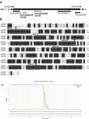 Figure 1. Sequence analysis of rice AChE and PChE. (a) Chromosomal locations of rice AChE and PChE. Rice AChE and PChE are located on chromosome 7 and designated as Os07g0586200 and Os07g0586100, respectively. (b) Alignment of the amino acid sequences of rice AChE and PChE. The black box shows conserved amino acids. The gray box indicates nonidentical but functionally conserved amino acids. The conserved sequences in the GDSL enzyme family are indicated by boxes (dashed lines, Blocks I–VCitation25–27). Arrowheads indicate the amino acid residues related to the putative catalytic triad in the GDSL family enzymes. The GenBank accession numbers used in the analysis are as follows: rice AChE: AK073754; rice PChE: AK071404. (c) Prediction of signal peptide cleavage site of rice PChE using SignalP5.0. The three kinds of possibilities are reported on the plot, namely, Sec/SPI (secretion signal peptide), CS (cleavage site), and OTHER (probability that the sequence does not have any kind of signal peptide)