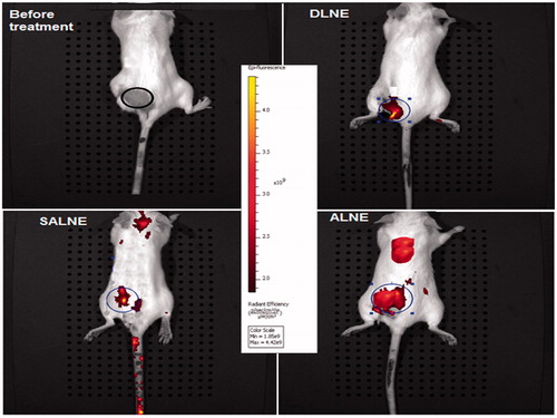 Figure 3. Fluorescence emitted from the mice after 6 h of administration of different LNEs. (Note: Encircled areas depict the tumors. The increased fluorescence intensity is observed when compared with control animal (before treatment), after the administration of DiD oil-loaded DLNE, SALNE and ALNE.