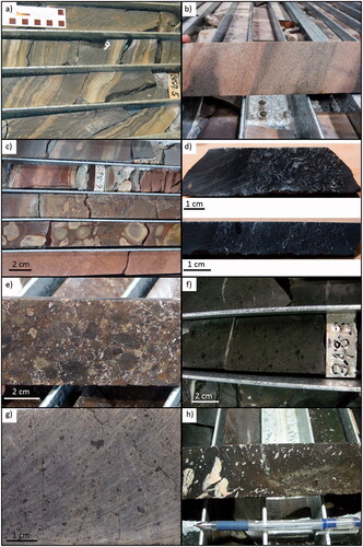 Figure 4. Rock types of the Ooloo Hill Formation. (a) Laminated marine shale and siltstone with soft sediment slumping in drillhole RD/DD94WB3, 352–355 m. (b) Sandstone, drillhole RD/DD94WB2, ∼296 m. (c) Inter-volcanic–sedimentary rock. The conglomerate consists of rounded to subangular dark grey basalt clasts with an interstitial matrix of lithic-rich sand and silt in drillhole RD/DD94WB2, 297.5–302 m. (d) Bedded sedimentary rock with intercalated sandy and silty shale layers, including calcareous and phosphatic shell fragments from RD/DD94WB2, ∼335 m. (e) Autobreccia flow top or bottom RD/DD94WB2, ∼285 m. (f) Fine-grained basalt from drillhole RD/DD94WB2, ∼348 m (flow #2). (g) Fine-grained basalt from drillhole RD/DD94WB2, ∼331–332 m (flow #3). (h) Vesicular basalt, fine-grained basalt with amygdaloidal flow top in drillhole RD/DD94WB2, ∼336 m (flow #4).