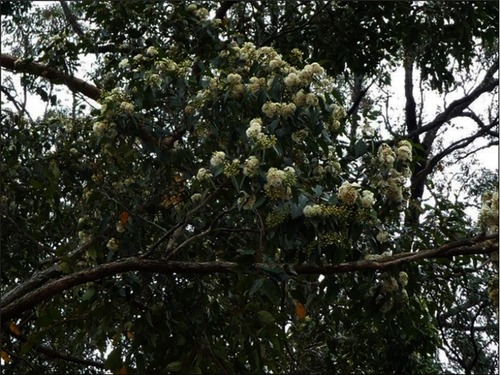 Figure 2 Eucalyptus flowers.