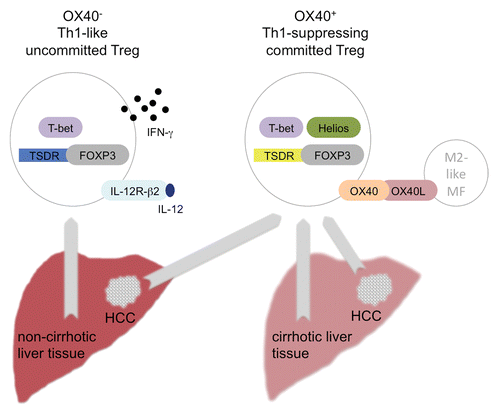 Figure 1. Distinct Treg subsets preferentially populate human liver tissues affected by different pathological conditions. In non-cirrhotic liver tissue of chronic hepatitis C (CHC) patients, regulatory T cells (Tregs) arise with a T helper type-1 (Th1)-like profile, [i.e., interferon γ (IFNγ)+ T-box 21 (TBX21, or T-bet)+] and uncommitted with a methylated Treg cells-specific demethylated region (TSDR, blue) profile, as a consequence of local exposure to interleukin 12 (IL-12) sensed by interleukin 12 receptor β 2 (IL-12R-β2). Conversely, in cirrhosis and hepatocellular carcinoma (HCC), Tregs accumulate that express high levels of IKAROS family zinc finger 2 (IKZF2, or Helios) and tumor necrosis factor receptor superfamily member 4 (TNFRSF4, or OX40), and show a committed (demethylated TSDR, yellow) and Th1-suppressing (IFN-γ-T-bethigh) phenotype, as a result of the interaction with M2-like macrophages (MF) expressing tumor necrosis factor (ligand) superfamily member 4 (TNFSF4, or OX40L).