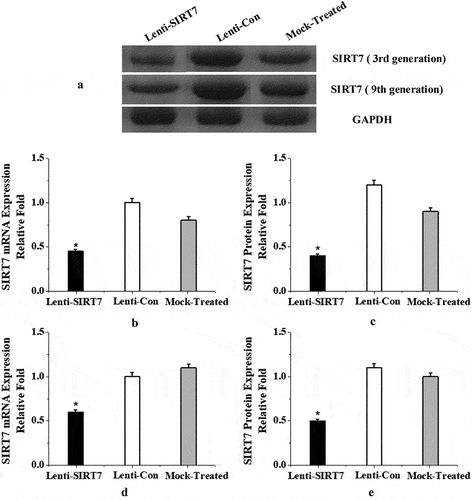 Figure 2. SIRT7 knockout effect of BMMSCs in the 3rd and 9th generation (a: Western blot electrophoresis; b, c: mRNA and protein levels of SIRT7 in the 3rd generation after transfection; d, e: mRNA and protein levels of SIRT7 in the 9th generation after transfection. Lenti-SIRT7: SIRT7 knockout group; Lenti-Con: control group; Mock-Treated: simulation group (not added with any lentivirus but added with a lentivirus transfection agent). (*: compared with control group, P < 0.05)).
