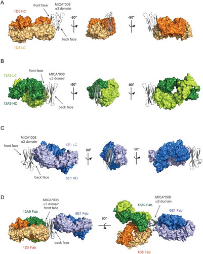 Figure 6. X-ray crystal structures of three distinct anti-MICA Fabs in complex with the MICA*008 α3 domain verify epitopes identified by GEM. The crystal structures of (A) the 1D5 Fab (orange) or (B) the 13A9 Fab (green) in complex with the MICA*008 α3 domain (gray cartoon) shows that both Fabs bind to the ‘front’ face of the α3 domain. (C) The crystal structure of the 6E1 Fab (blue) in complex with the MICA*008 C273S α3 domain (gray cartoon) shows that 6E1 binds to the ‘back’ face of the α3 domain. (D) Overlay of the crystal structures of the three anti-MICA Fabs in complex with the MICA*008 α3 domain, aligned relative to their α3 domains. The 1D5 Fab (orange) and the 13A9 Fab (green) bind to the ‘front’ face of the α3 domain and have overlapping epitopes, whereas the 6E1 Fab (blue) binds to the ‘back’ face.