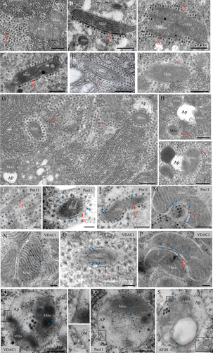 Figure 1. Transmission electron micrographs (TEM) show that RGDV infection induced mitophagy in Recilia dorsalis. (A-C) Binding of virus-associated fibrillar structures to the outer membranes of intact mitochondria in virus-infected midgut epithelial cells in viruliferous leafhoppers. (D-F) Binding of virus-associated fibrillar structures to the outer membranes of degenerated mitochondria with indistinct cristae. (G-I) Virus-associated degenerate mitochondria close to or contained in the autophagosome-like vesicles. (J-M) Immunogold labeling of the RGDV Pns11 antibody showing specific reaction with mitochondria-associated fibrillar structures and the junction between mitochondria and autophagosome-like vesicles. (N) to (P) Immunogold labeling of the VDAC1 antibody showing reaction with the intact mitochondria in virus-free cells (N), with the degenerated mitochondria (O) and the mitochondria-associated fibrillar structures in virus-infected cells (P). (Q-S) Immunogold labeling of VDAC1 (Q), Pns11 (R) or ATG8 (S) antibody showing specific reaction with double-membraned autophagosomes. Panel i or ii is the enlargement of the boxed area in panel Q or R. Insert iii is the enlargement of the boxed area in panel S. Blue arrows indicate gold particles. AP, autophagosome. DM, double membrane. FS, fibrillar structure. Mito, mitochondrion. Bars: 500 nm (A – I, L – N, P – S) and 200 nm (J, K and O).