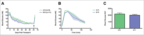 Figure 5. Glycemic control and function of subcutaneous DL syngeneic islet grafts created by 5-Fr. and 6-Fr. catheters. (A) Non-fasting blood glucose measurements of euglycemic DL islet recipients generated by 5-Fr. (n = 9, green) and 6-Fr. (n = 11, purple). Despite the larger luminal diameter 6-Fr. recipient demonstrated similar glucose homeostasis as 5-Fr. recipients. Glycemic control in both transplants groups was maintained until graft excising 60 d post-transplant (arrow). (B) Blood glucose profiles post-glucose bolus during intraperitoneal glucose tolerance tests conducted on DL recipients 60 d post-transplant (5-Fr DL recipients: green and 6-Fr. DL recipients, purple). (C) Blood glucose area under the curve (AUC: mM*120 mins) analysis did not differ between transplant groups (p > 0.05, 2-way unpaired t-test). Mice were administered 3 mg/kg 25% dextrose i.p. Blood glucose measurements were monitored at 0, 15, 30, 60, 90 and 120 min.