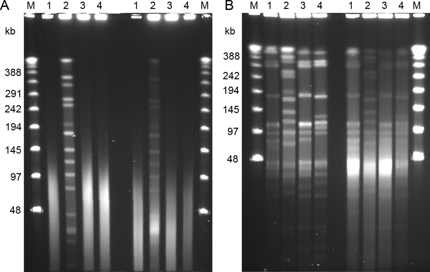 Figure 1.  PFGE patterns of SmaI digests of four avian strains of C. botulinum type C. Lane 1, strain 08-BKT015925; lane 2, 07-BKT002873; lane 3, 07-C6N; and lane 4, 07-V891. The four left lanes in each gel represent samples fixed with formaldehyde, and the four right lines represent samples without. The outermost lanes contain the Lambda Ladder PFG marker (M). 1a: Gel electrophoresed in 0.5x TBE buffer. 1b: Gel electrophoresed in HEPES buffer. The pulse time was ramped from 1 to 40 s for 24 h at (1a) 6 V/cm and (1b) 4 V/cm. Note that the best result appears from fixing cells in formaldehyde and performing electrophoresis in HEPES buffer.